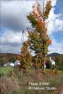 Starksboro, VT - Fall - Vertical